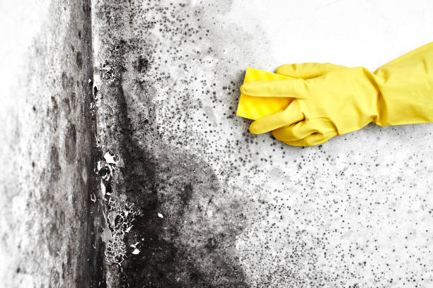 Home Mold Removal in Edgewood, KY